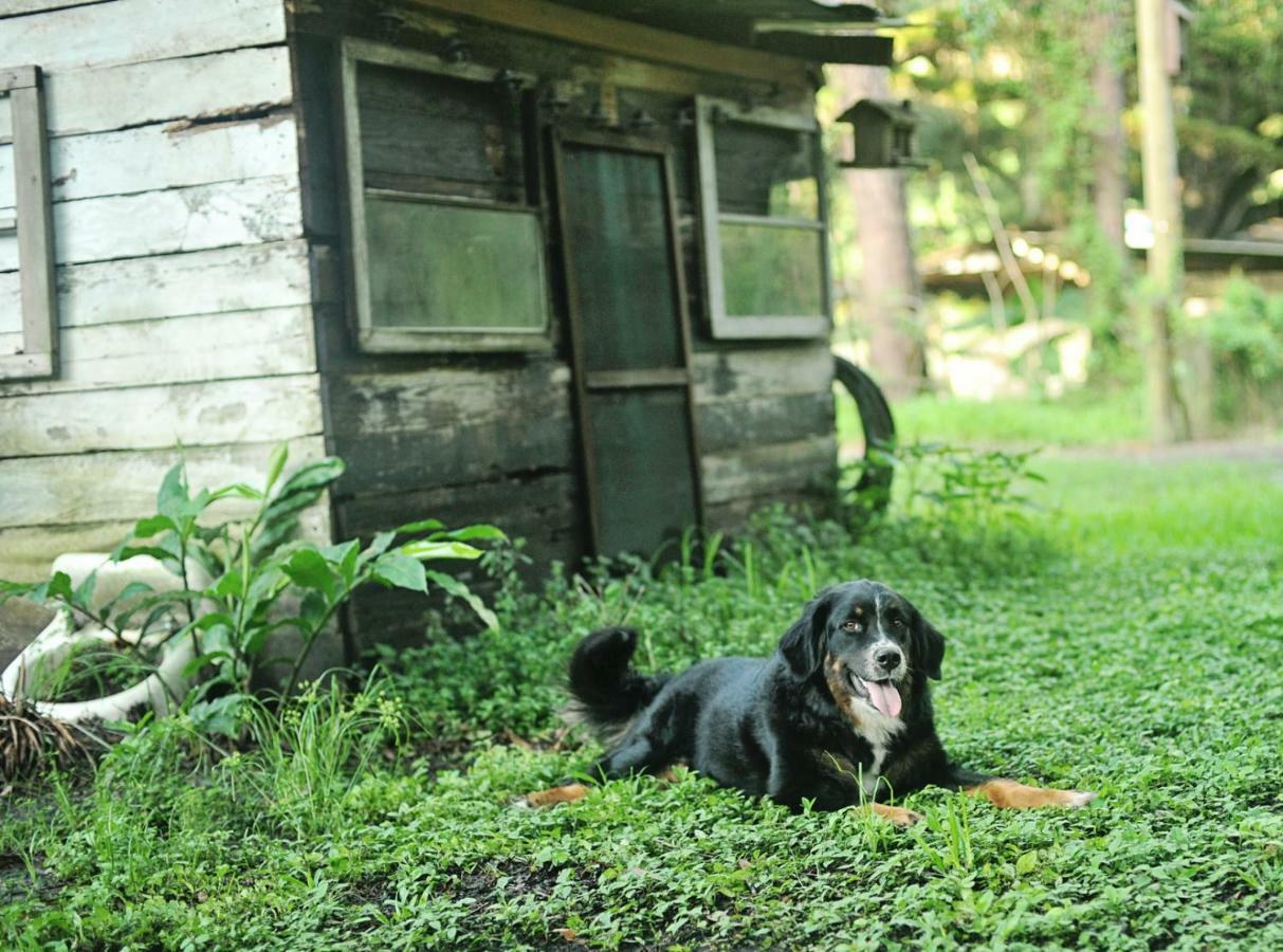 The Harmony Oaks Homestead Masaryktown Esterno foto